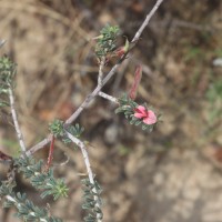 Indigofera aspalathoides Vahl ex DC.